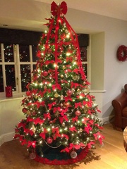 Show Us Your TREES!
