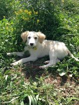 Thinking of getting a puppy......
