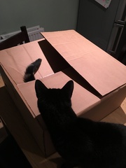 Balancing objects on cats.