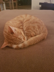 New Kitten (with picture!)