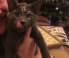 How big is your biggest cat?