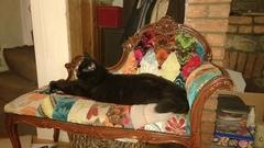 How big is your biggest cat?