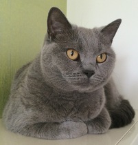 Any knitters who could help me with a Christmas present?