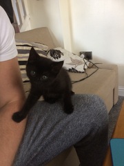 Isit true cats can't drink milk?