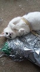 WIBU to wake up my kitten because he kept me up all night? *pics*