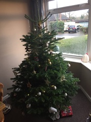 Show Us Your TREES!