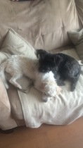 What's special about your breed of dog?