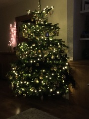 Show Us Your TREES!