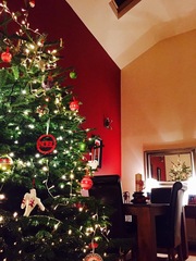 Show Us Your TREES!