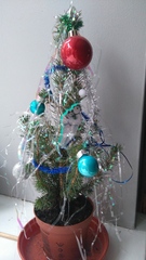 Show Us Your TREES!