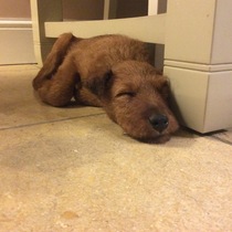 Naming my new Irish terrier puppy!