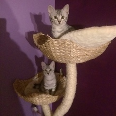 WIBU to wake up my kitten because he kept me up all night? *pics*