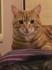 Best litter for 6 month old kittens