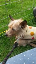 What's special about your breed of dog?