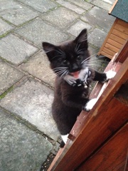 New Kitten (with picture!)