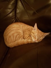 New Kitten (with picture!)