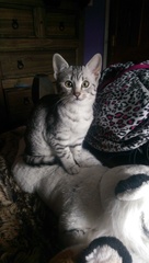 New kittens!