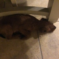 Naming my new Irish terrier puppy!