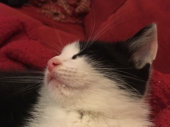 Proud mummy kitten moment.