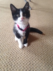New Kitten (with picture!)