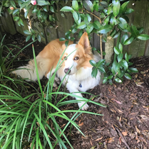 What's special about your breed of dog?