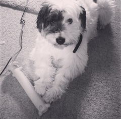 Dog DNA test - the results are in!