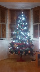 Show Us Your TREES!