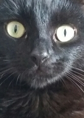 WIBU to wake up my kitten because he kept me up all night? *pics*
