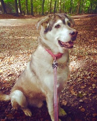 What's special about your breed of dog?