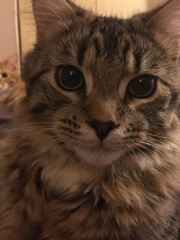 Best litter for 6 month old kittens