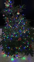 Show Us Your TREES!