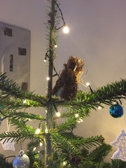 Show Us Your TREES!