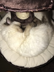 WIBU to wake up my kitten because he kept me up all night? *pics*