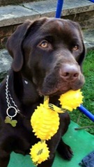 Labrador puppy name