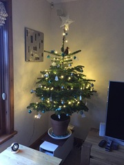 Show Us Your TREES!