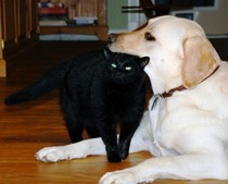 Re-homing my beloved ZombieCats™