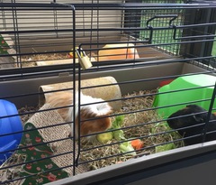 'Furstive Wheekings'!