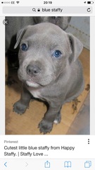 Anybody had a doggy DNA test done