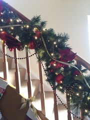 Show Us Your TREES!