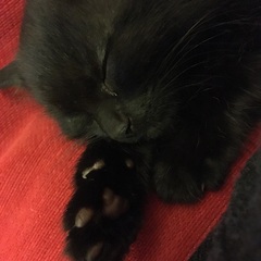 Proud mummy kitten moment.