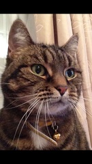 LOST CAT Please Read Sawbridgeworth