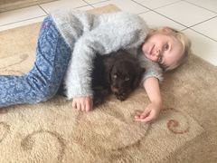 Working cocker spaniel decision!