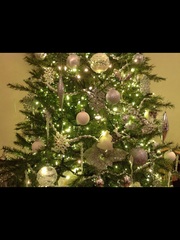 Show Us Your TREES!