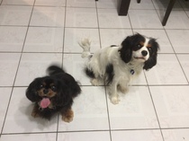 What's special about your breed of dog?