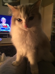 Ragdoll or BSH?