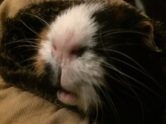 Dick moves your pets have made