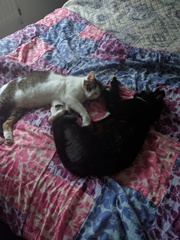 Show me your pussy!