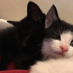 Feeding 9 week old kittens