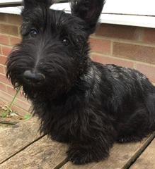 What's special about your breed of dog?