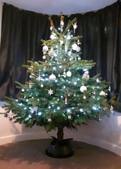 Show Us Your TREES!